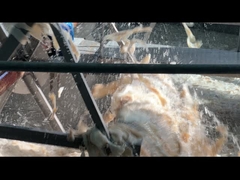 Gelatin Stabiliser Kulit Sapi Makanan Gelatin Hidrolizat Halal